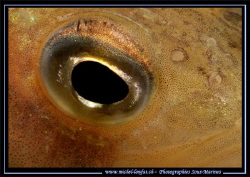 The Eye of a Perch... :O) ... by Michel Lonfat 
